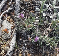 Astragalus spatulatus