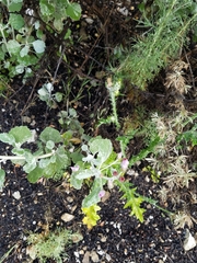 Malacothamnus gracilis