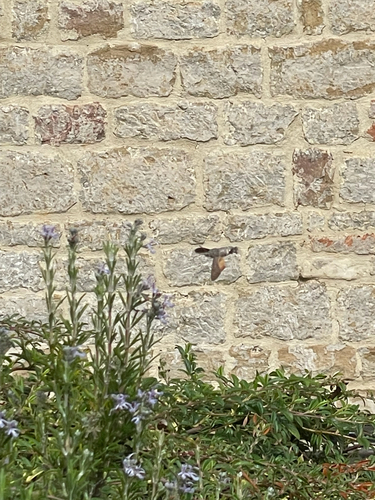 Eurasian Hummingbird Hawkmoth