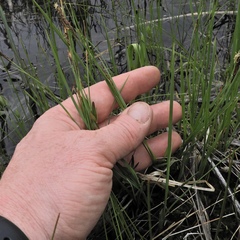 Carex garberi