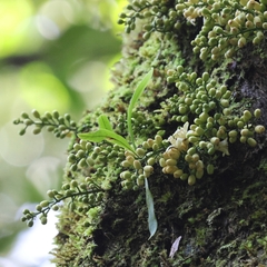 Epicharis parasitica