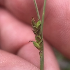 Carex garberi