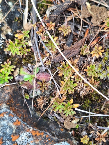 Wahlenbergia pygmaea