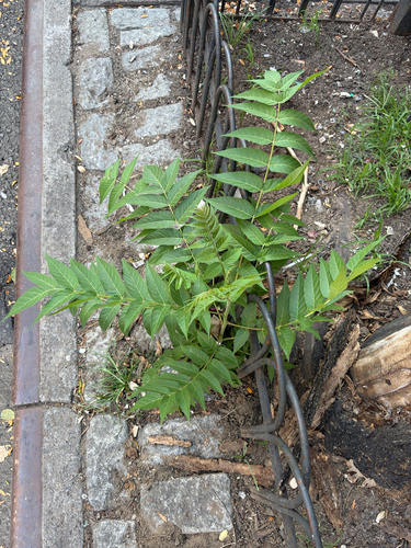 tree-of-heaven