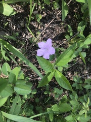 Ruellia purshiana