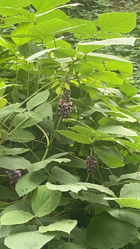 kudzu