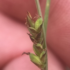 Carex garberi