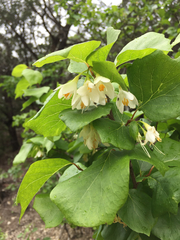 Styrax platanifolius