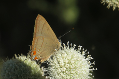 Badecla argentinensis