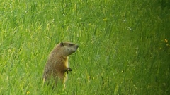 Marmota monax