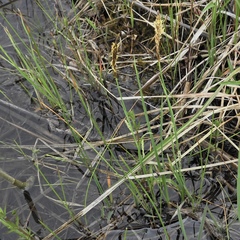 Carex garberi
