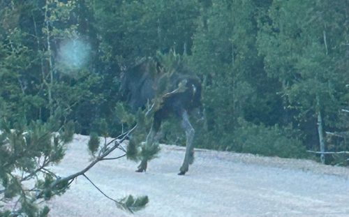 Moose