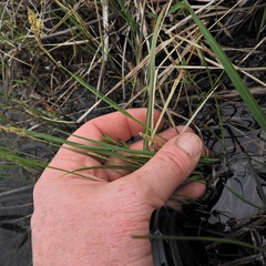 Carex garberi