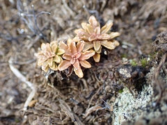 Wahlenbergia pygmaea, photograph (c) Oscar Dove, some rights reserved (CC BY)