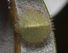 Myiodactylinae
