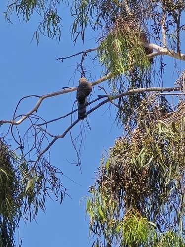 Cooper's Hawk