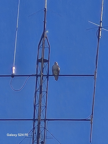 Red-tailed Hawk