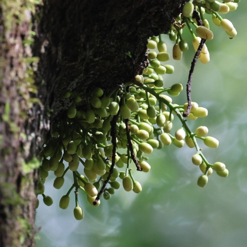 Epicharis parasitica, photograph 1
