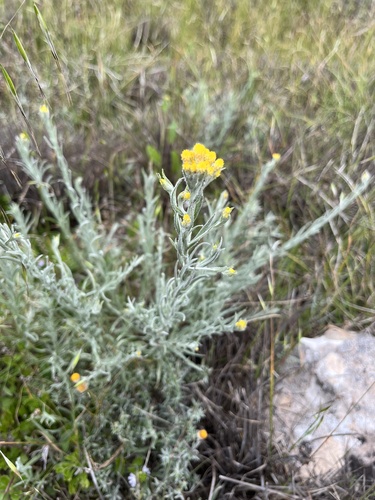 Common Everlasting