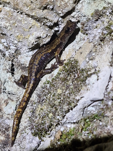 Strinati's Cave Salamander
