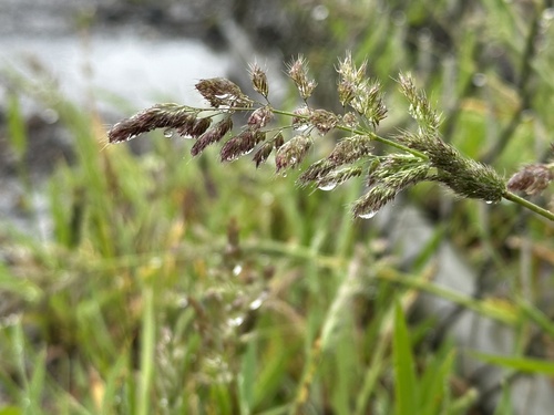 Polypogon fugax observed 2026-08-29