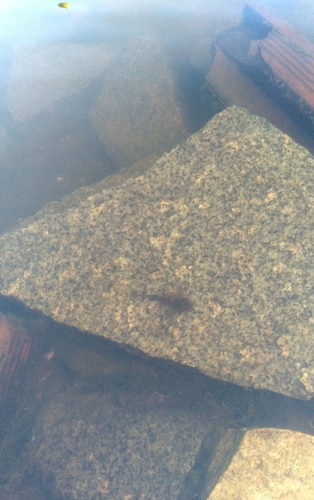 Hypostomus jaguribensis