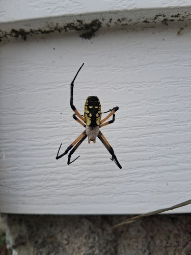 Yellow Garden Spider