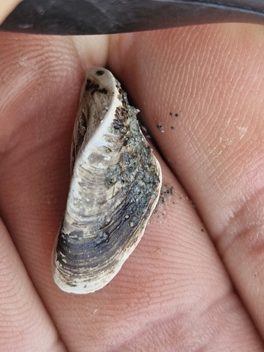 Zebra Mussel