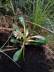 Eryngium humile
