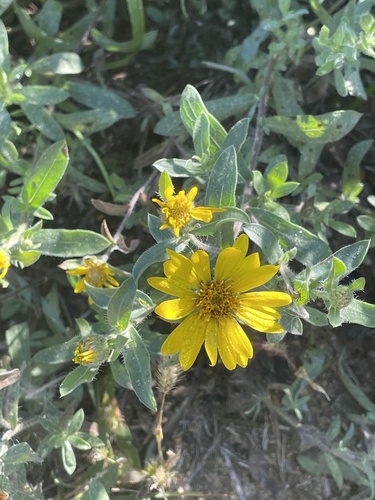 Hairy False Goldenaster