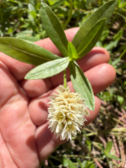 author not stated, no rights reserved Alternanthera philoxeroides, photograph author not stated, no rights reserved