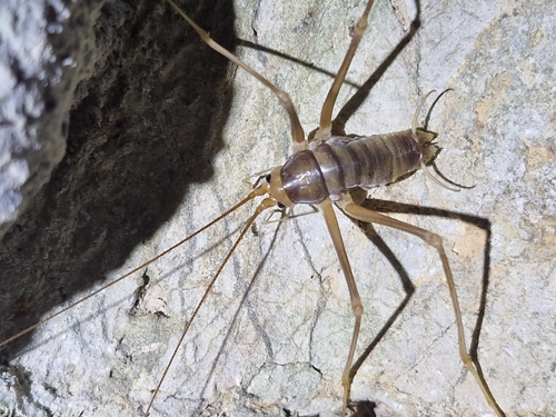 Dolichopoda schiavazzii caprai