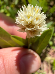 author not stated, no rights reserved Alternanthera philoxeroides, photograph author not stated, no rights reserved