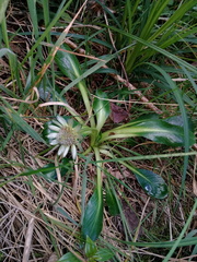 Eryngium humile
