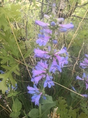 Penstemon cyananthus