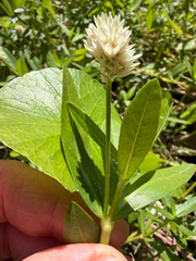 Alternanthera philoxeroides