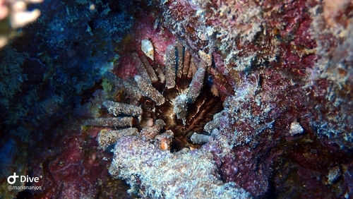 Eucidaris tribuloides observed 2026-09-15