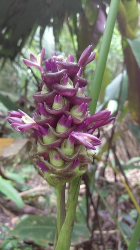 Goeppertia latifolia, photograph 2