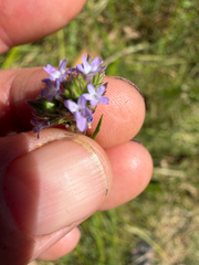 Verbena brasiliensis, photograph author not stated, no rights reserved