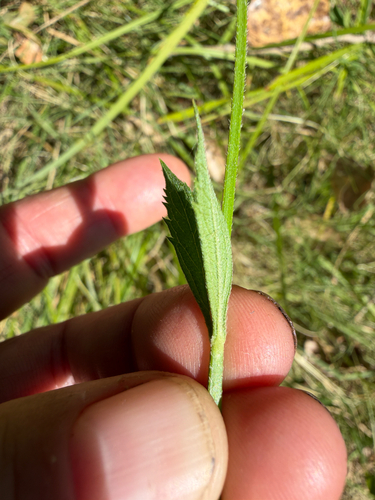 Verbena brasiliensis, photograph 5