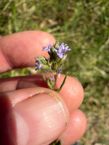 Verbena brasiliensis, photograph 6