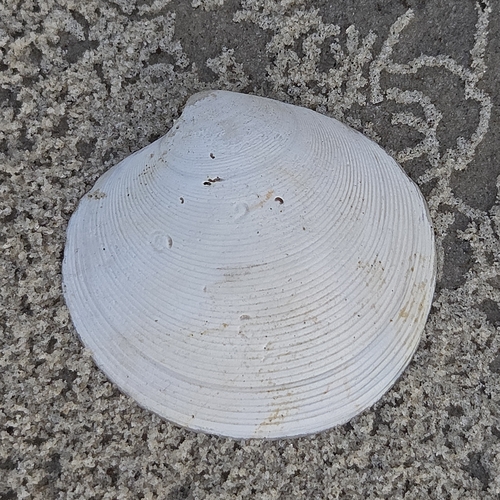 Dosinia elegans observed 2026-09-18