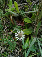 Eryngium humile