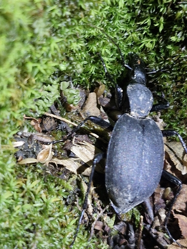 Cychrus italicus