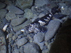 Clinocottus globiceps