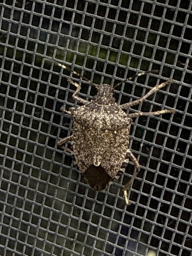 Brown Marmorated Stink Bug