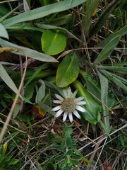 Eryngium humile