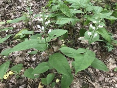 Scutellaria pseudoserrata