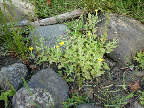 Erythranthe moschata, photograph 4