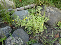 Erythranthe moschata, photograph author not stated, no rights reserved
